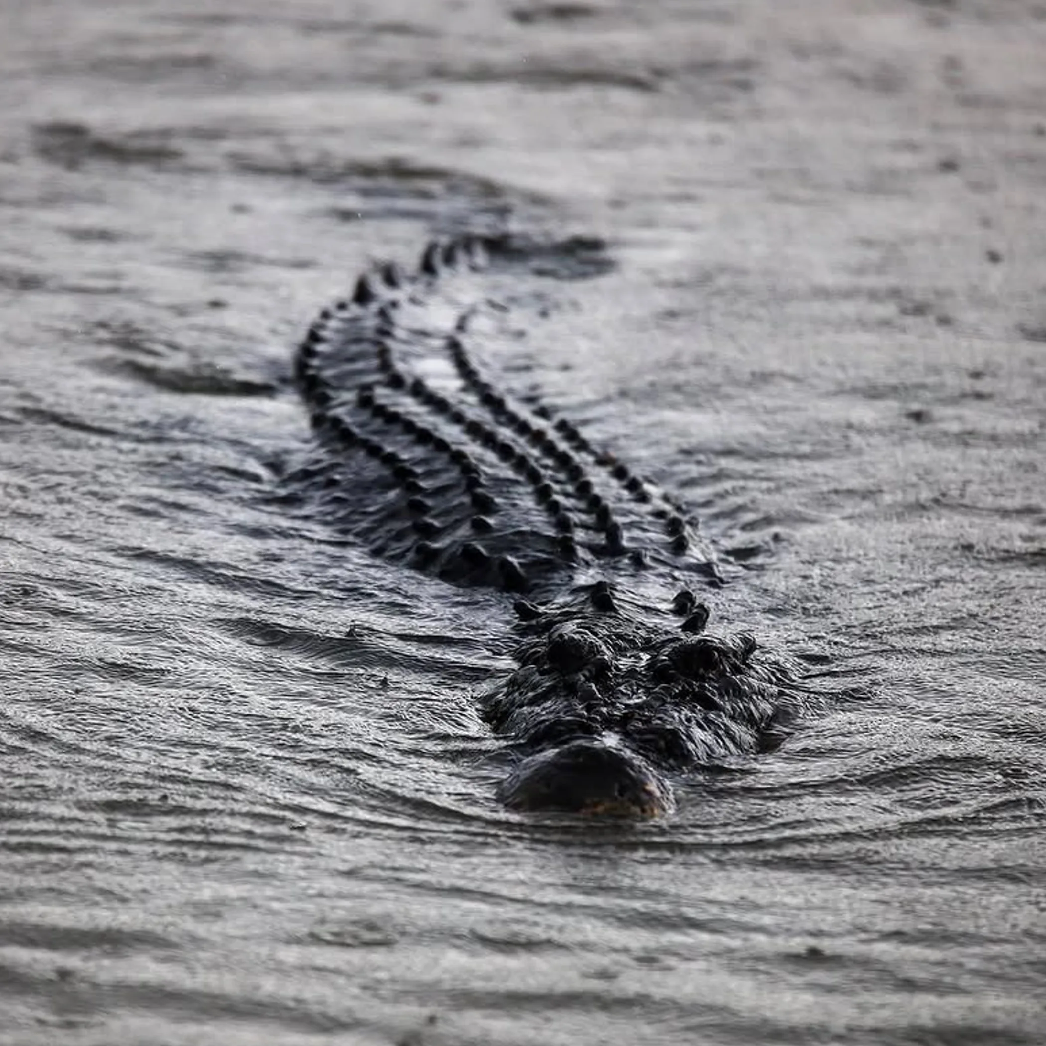photograph of a crocodile