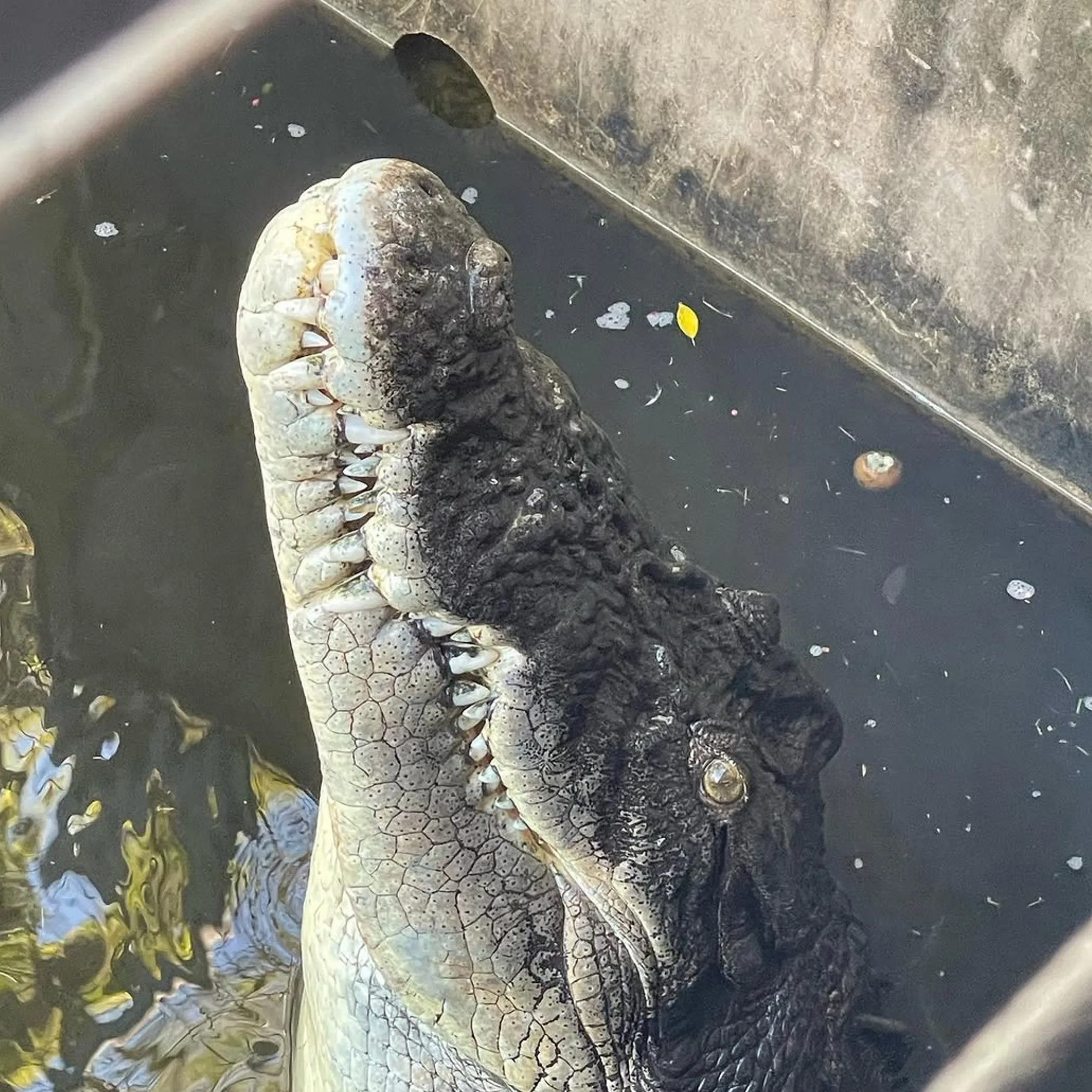 sharp, well-lit crocodile photo