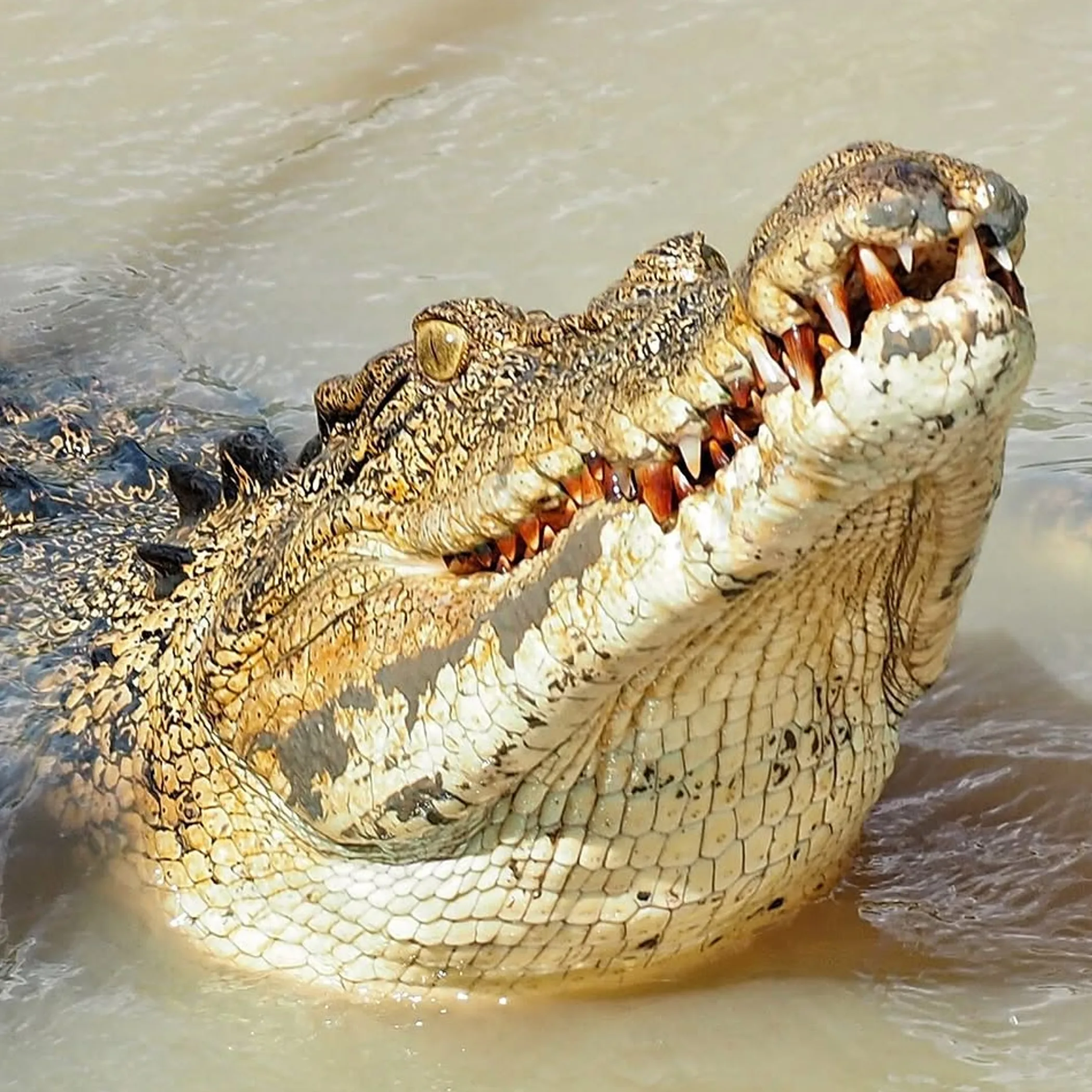 sharp well-lit crocodile