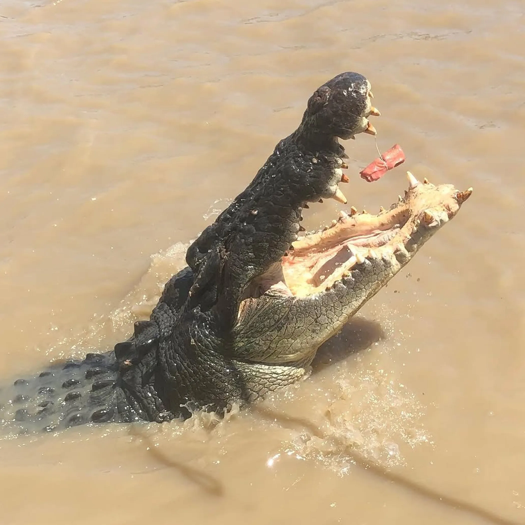 crocodile in northern territory river