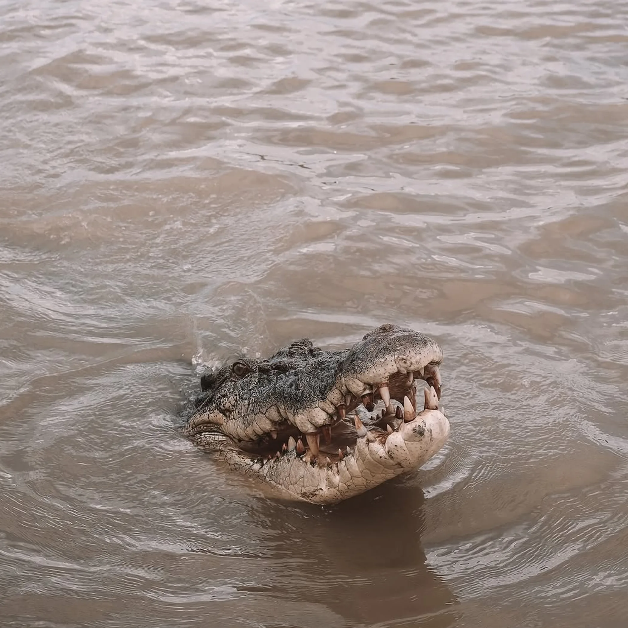 sharp wildlife photograph
