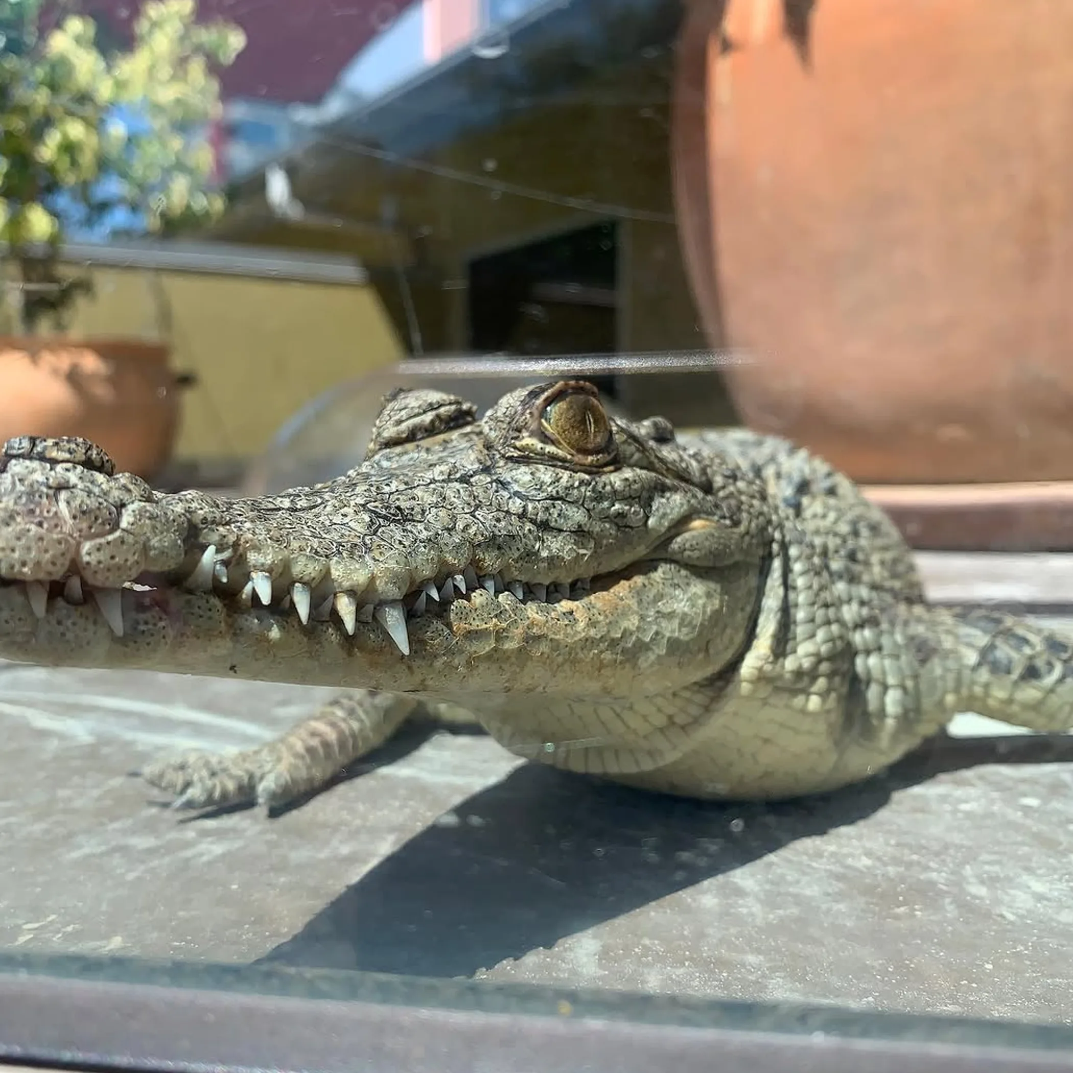 crocodile safety tips northern territory top end