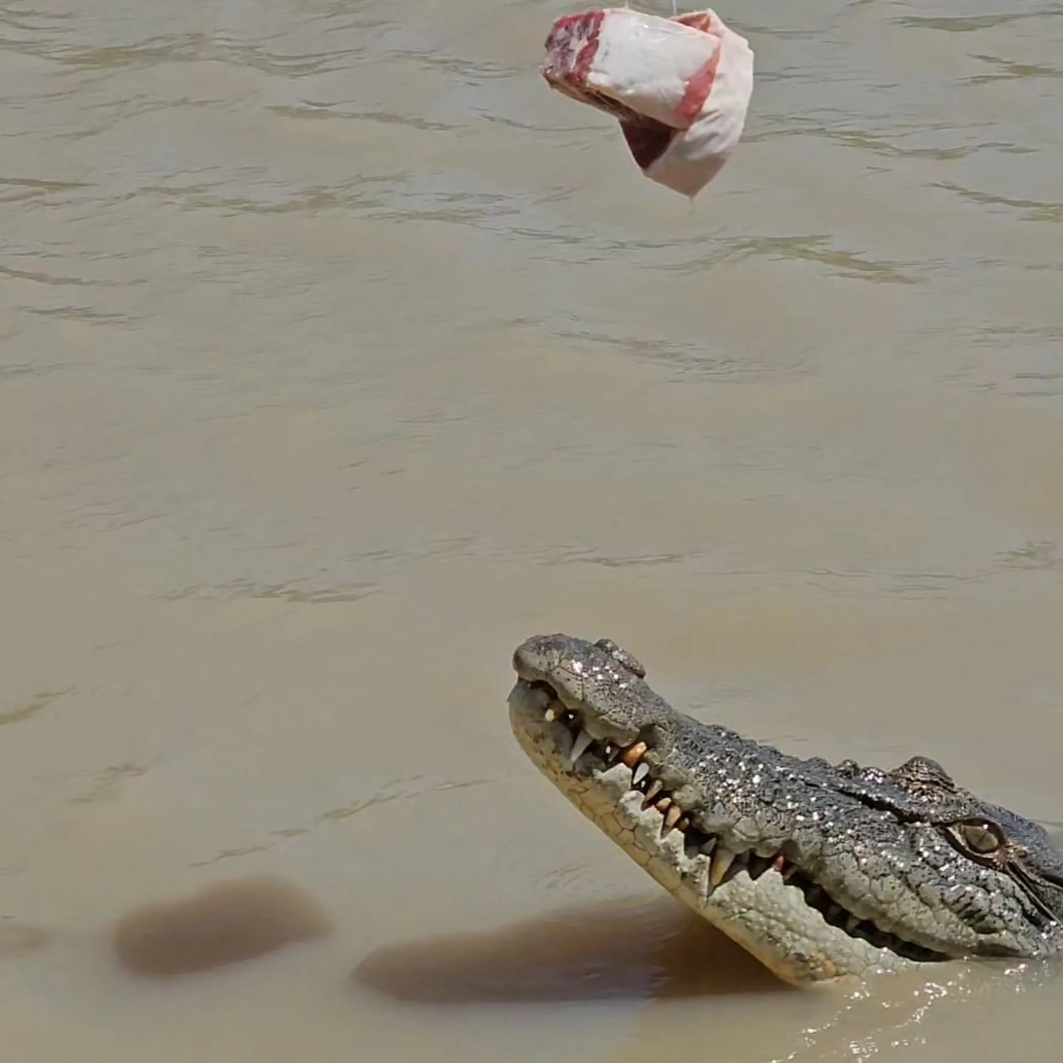 crocodile safety and farm visit